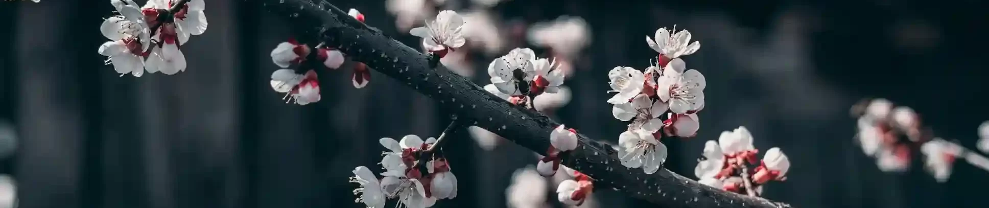 Cherry Blossoms of South Korea
